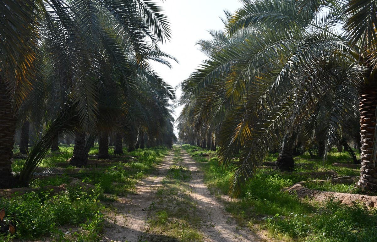 View down a sandy access road through a dense UAE date palm plantation, with rows of textured trunks and arching green fronds forming a canopy tunnel