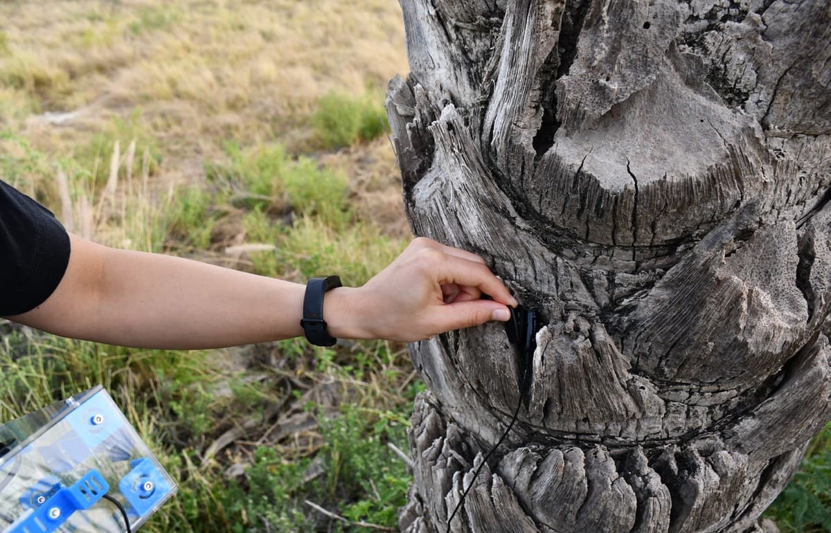 Field operator placing a contact microphone into a crevice of a date palm trunk while holding the clear acrylic PalmSpector data-collector enclosure